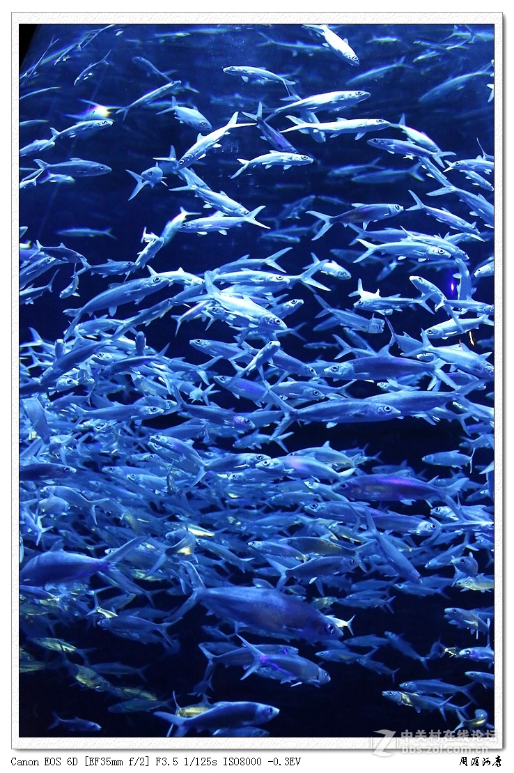 香港海洋公园-------水族馆-中关村在线摄影论坛