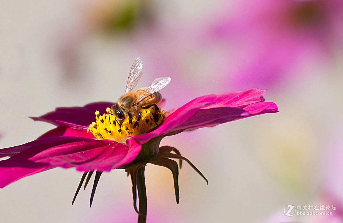 小蜜蜂采蜜忙-中关村在线摄影论坛