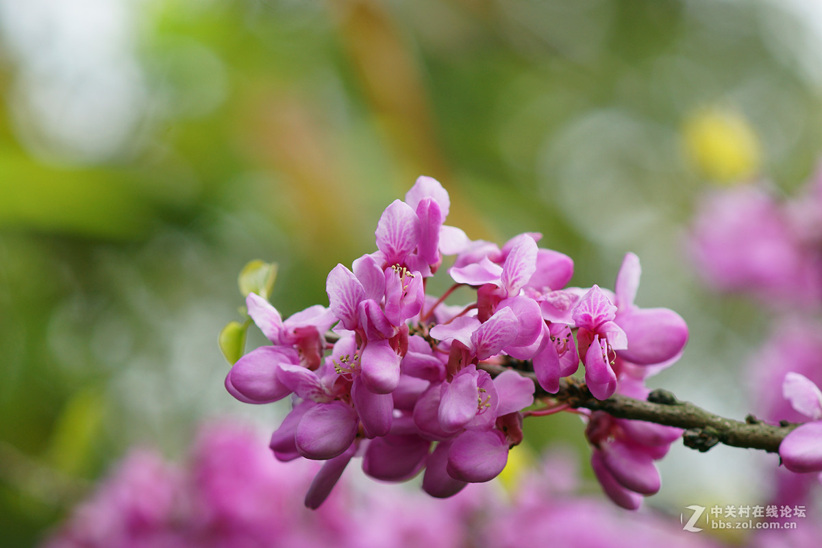 光影灼灼紫荆花