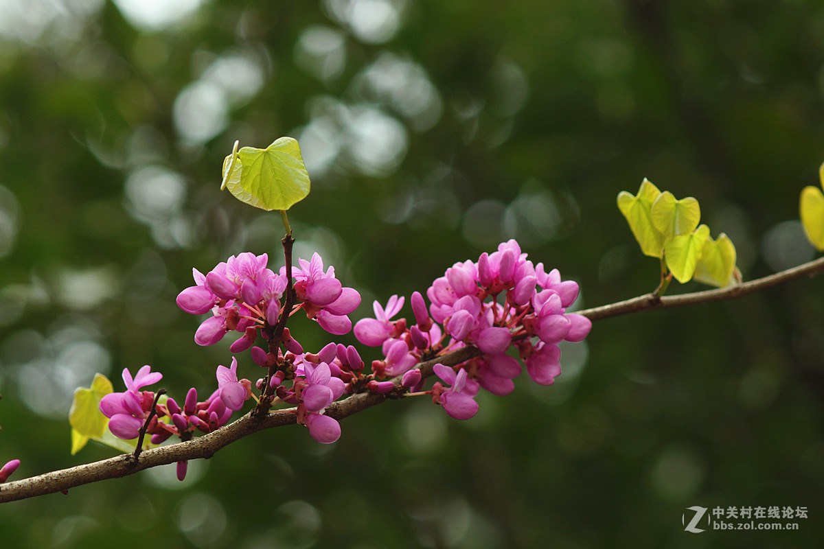 光影灼灼紫荆花
