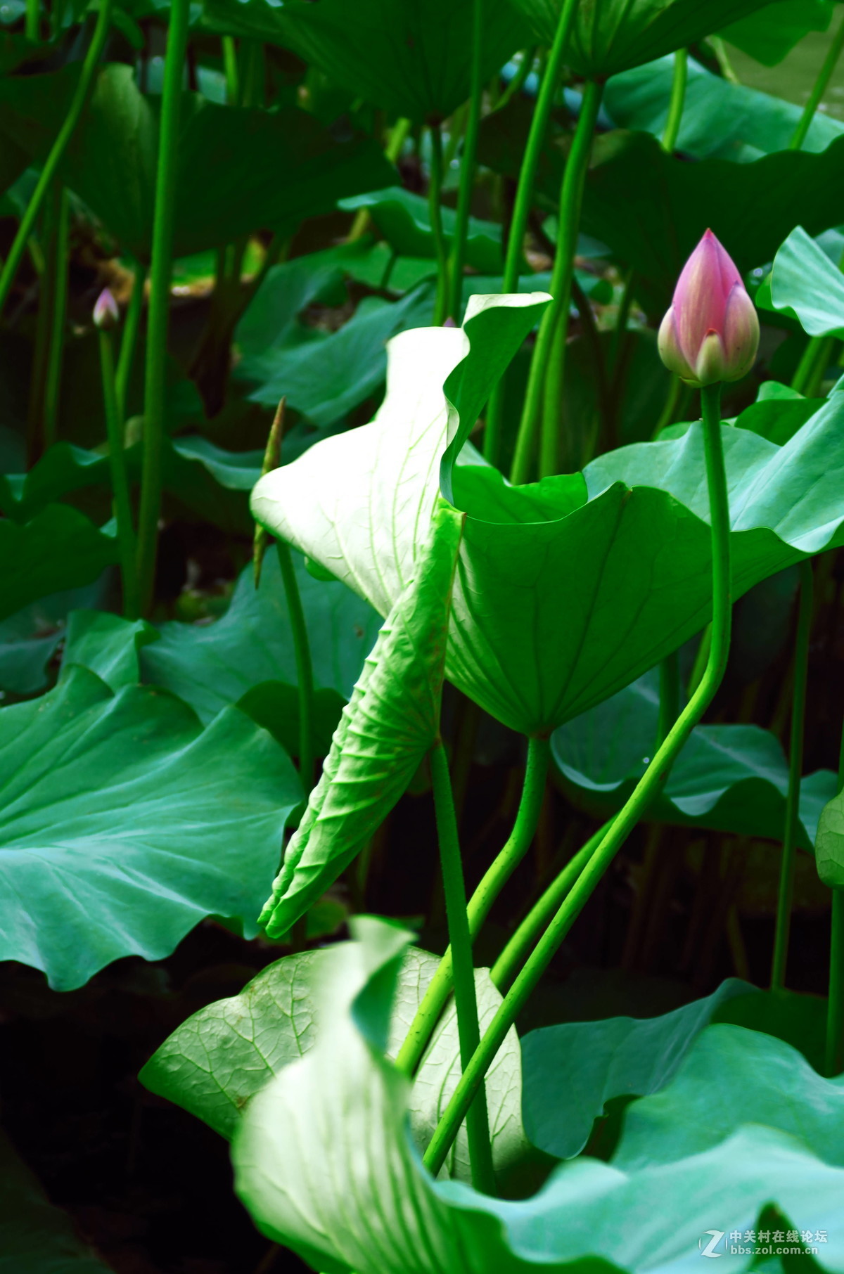 原来拍荷花好难。天气。姿态。构图。。。