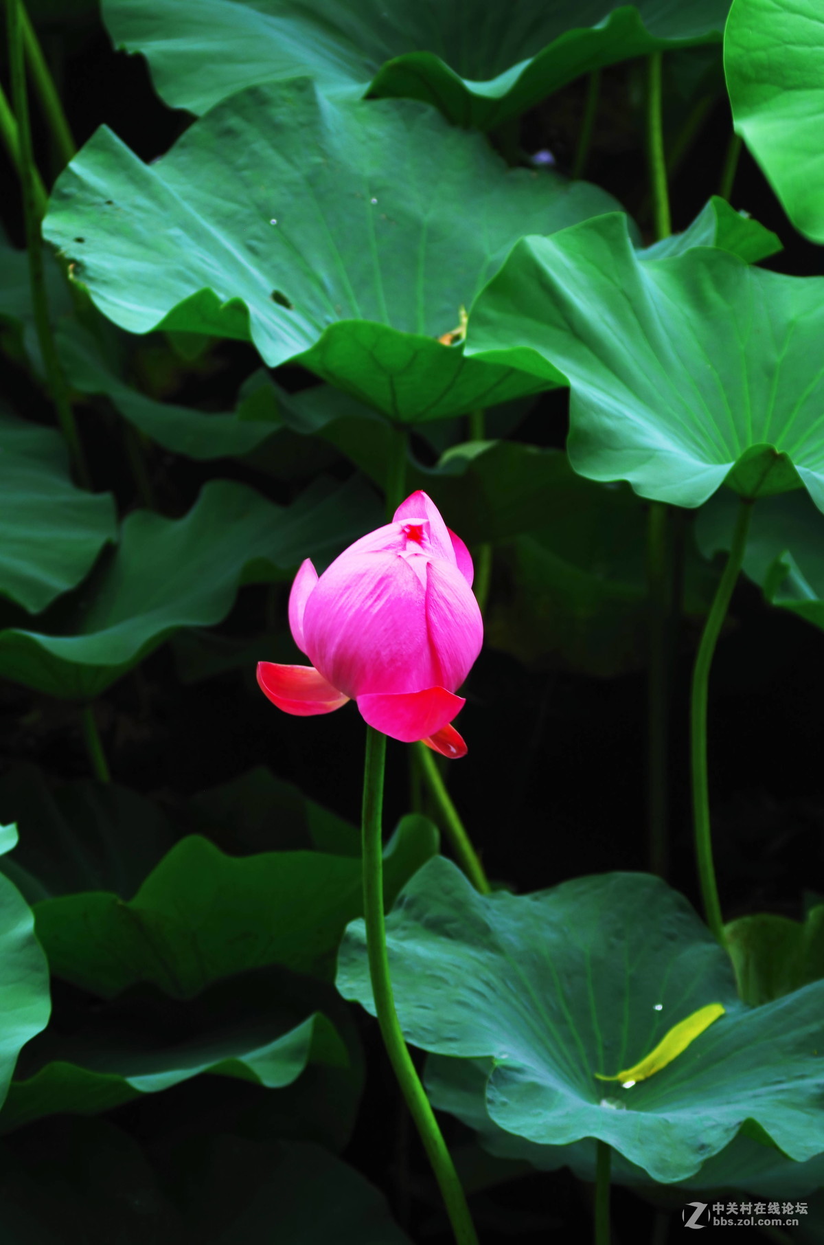 原来拍荷花好难。天气。姿态。构图。。。