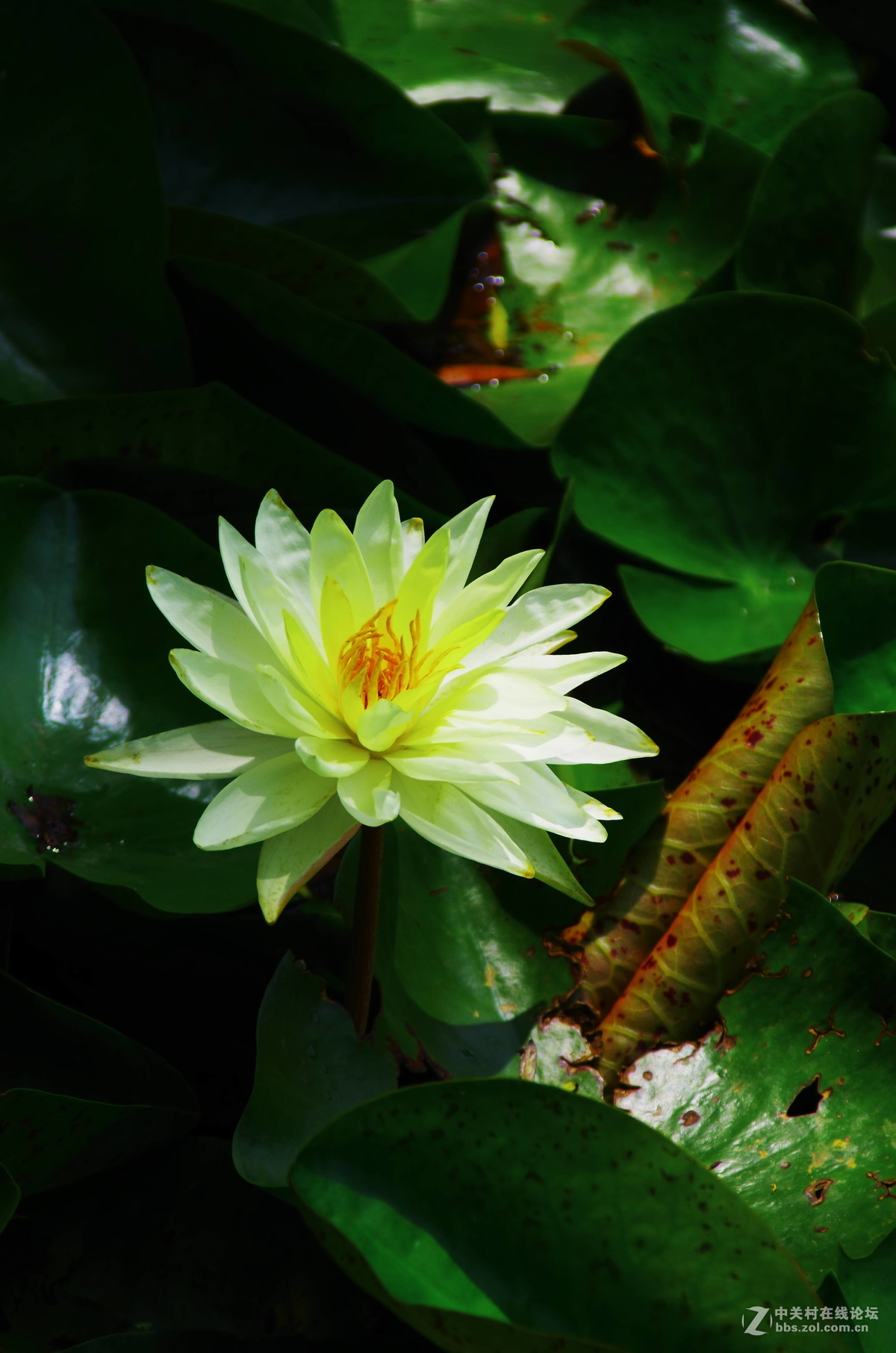 原来拍荷花好难。天气。姿态。构图。。。
