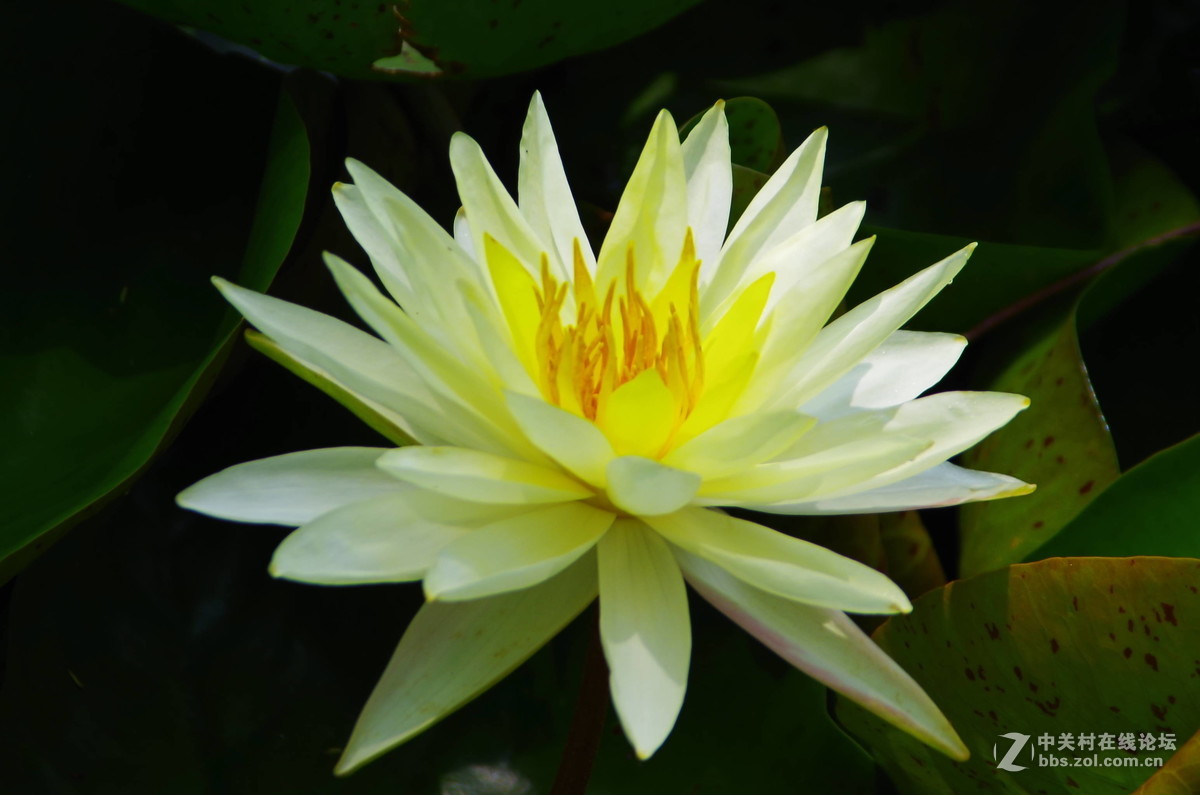 原来拍荷花好难。天气。姿态。构图。。。