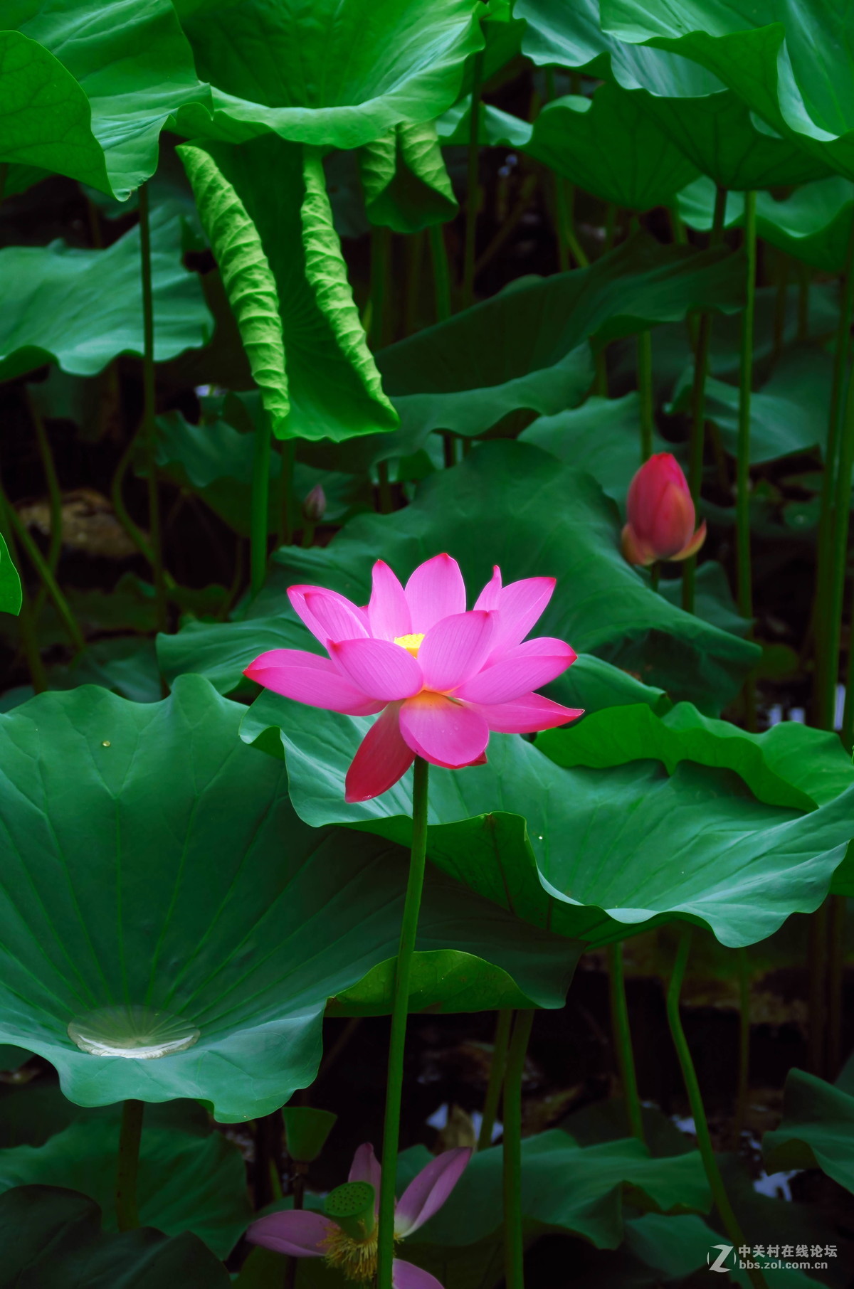 原来拍荷花好难。天气。姿态。构图。。。