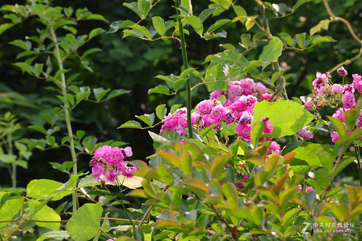 节日景区一组随拍
