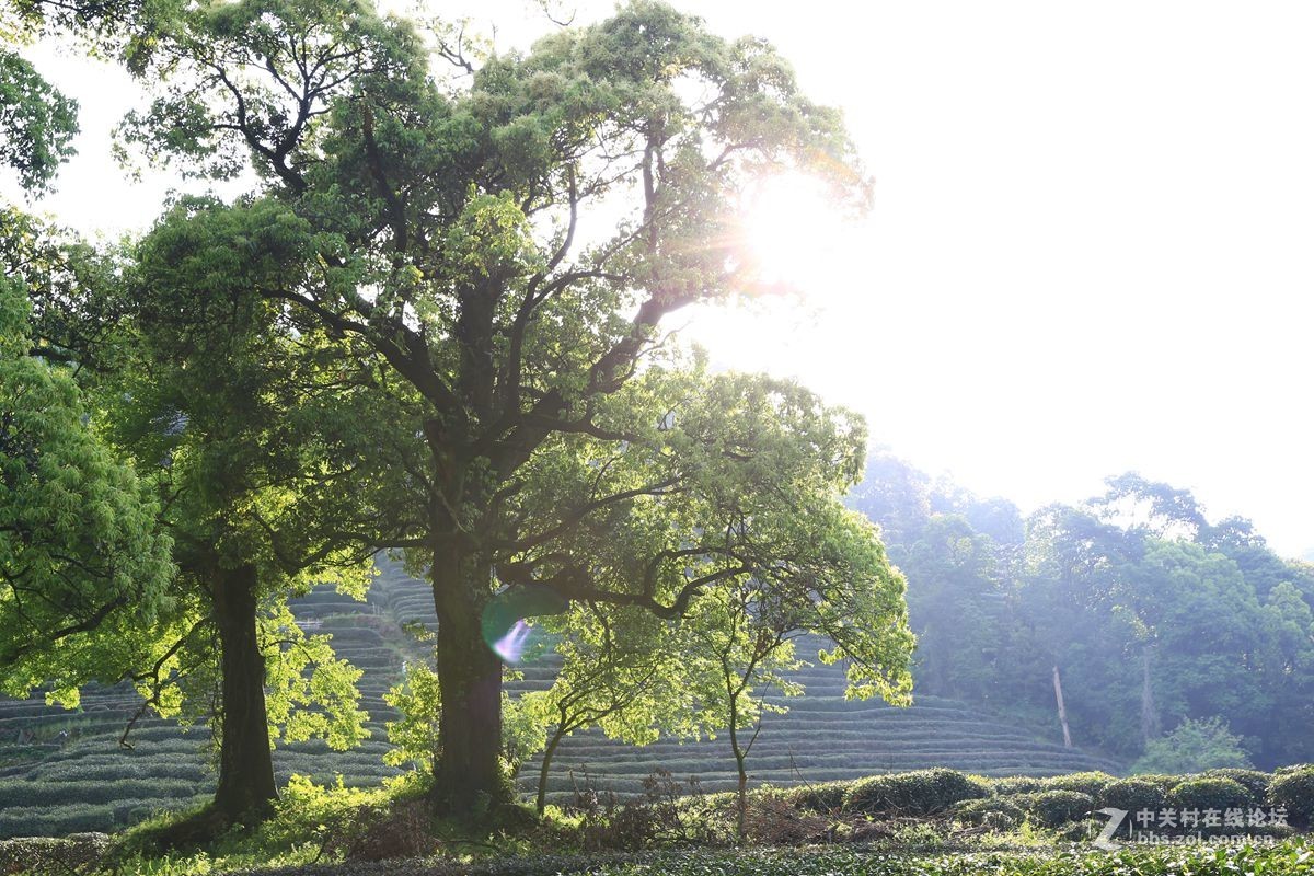 茶乡随拍