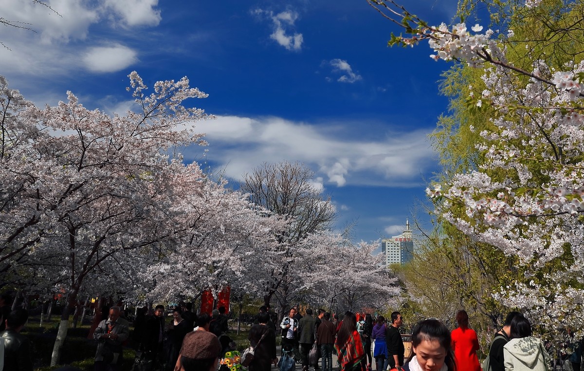 #佳能月赛-与佳能一起去踏青#《樱花盛开的地方》