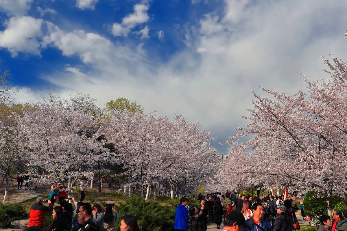 #佳能月赛-与佳能一起去踏青#《樱花盛开的地方》