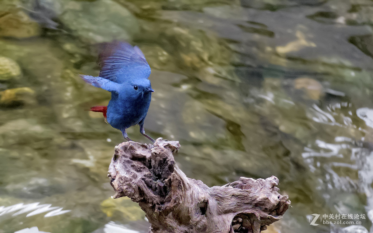 17年2月打鸟【27】--- 红尾水鸲[动版] ( 四）