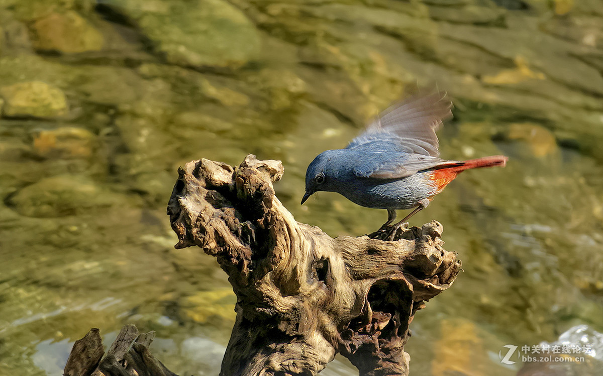 17年2月打鸟【27】--- 红尾水鸲[动版] ( 四）