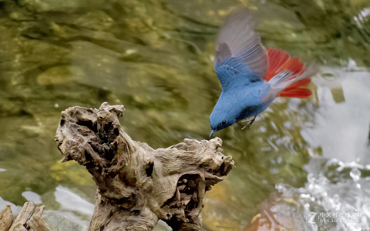 17年2月打鸟【27】--- 红尾水鸲[动版] ( 四）