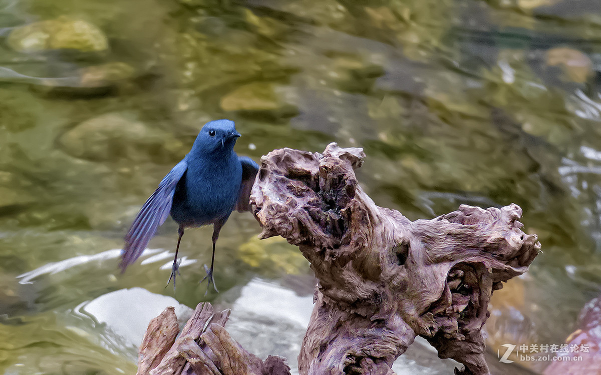 17年2月打鸟【27】--- 红尾水鸲[动版] ( 四）