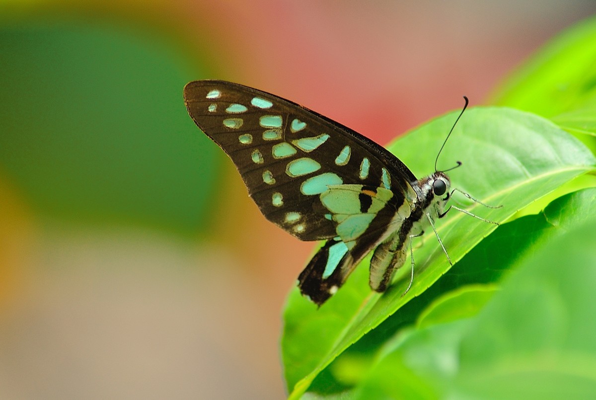 没有百微有长焦啊——试用730拍蝶