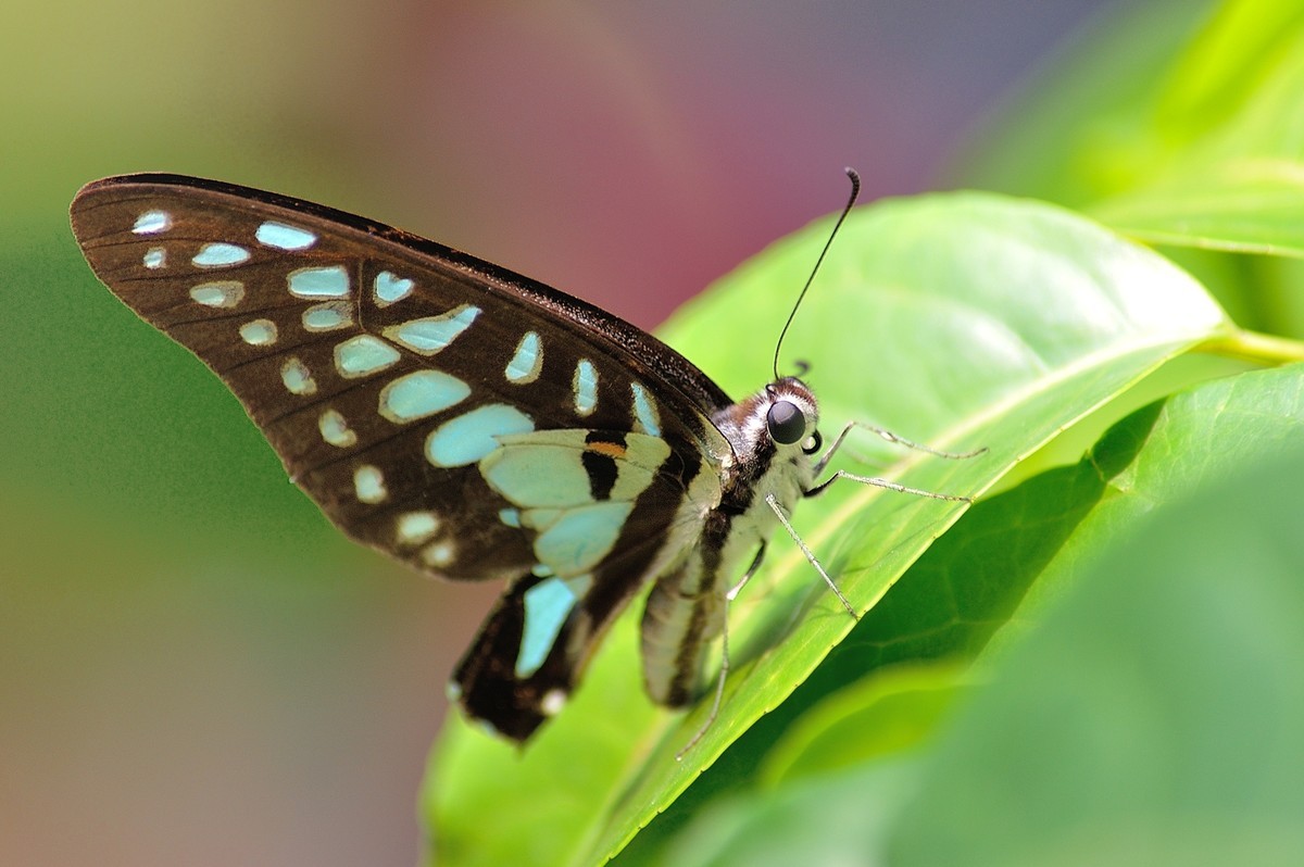 没有百微有长焦啊——试用730拍蝶