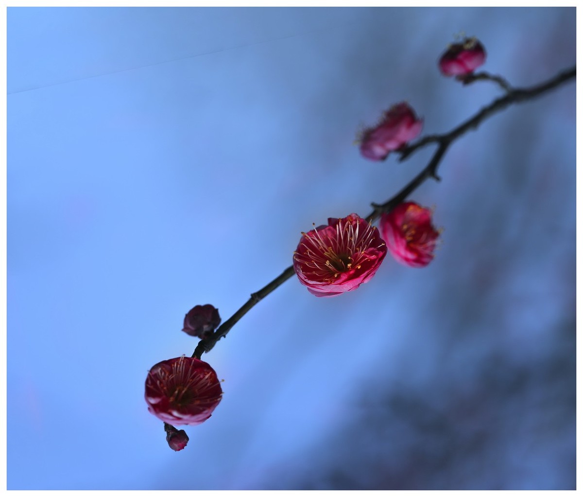 一组花卉图