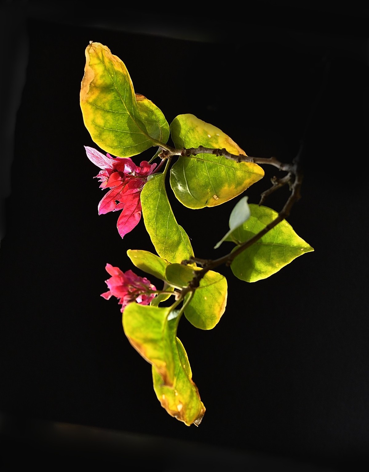 【暖冬杂拍】——小试850