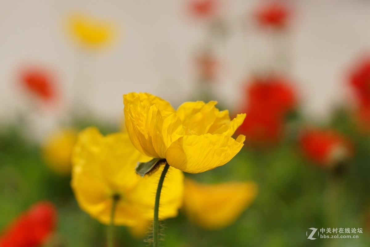 世博园里繁花似锦
