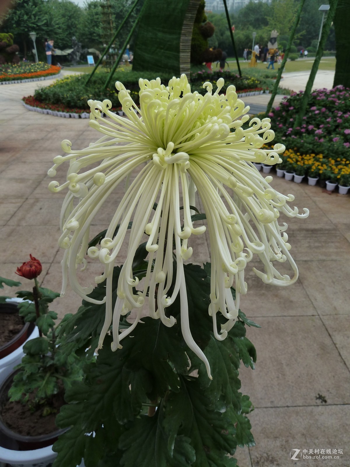 2108重庆园博园菊展3