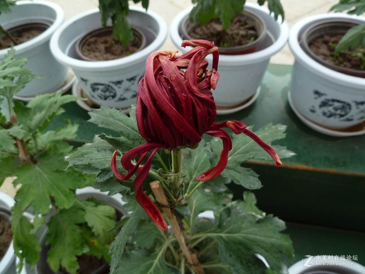 2108重庆园博园菊展3