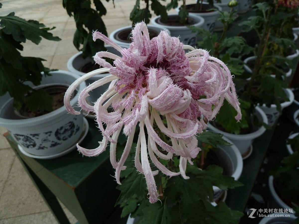 2108重庆园博园菊展3