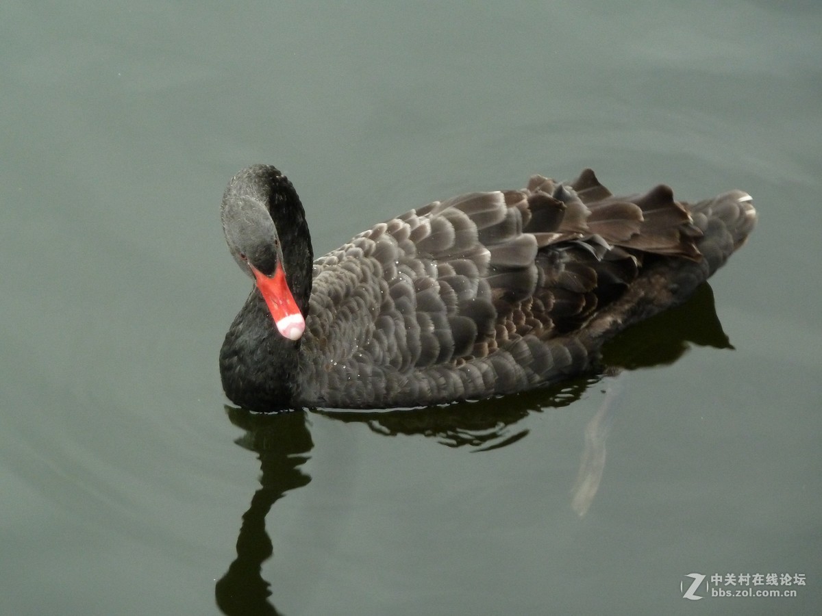 2108重庆园博园菊展3