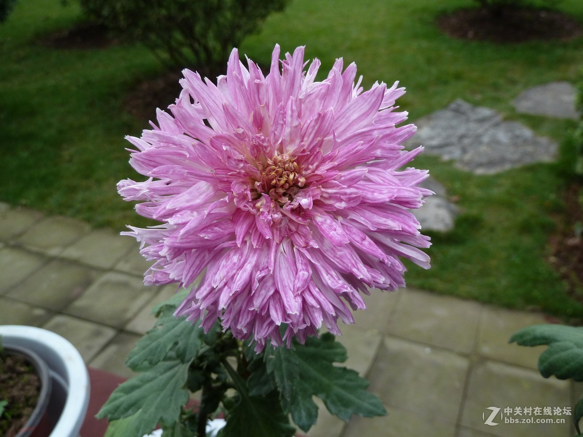 2108重庆园博园菊展3