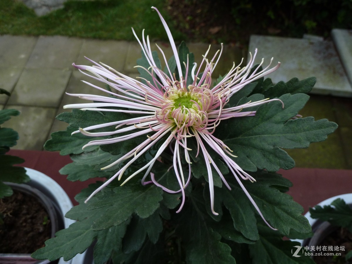 2108重庆园博园菊展3