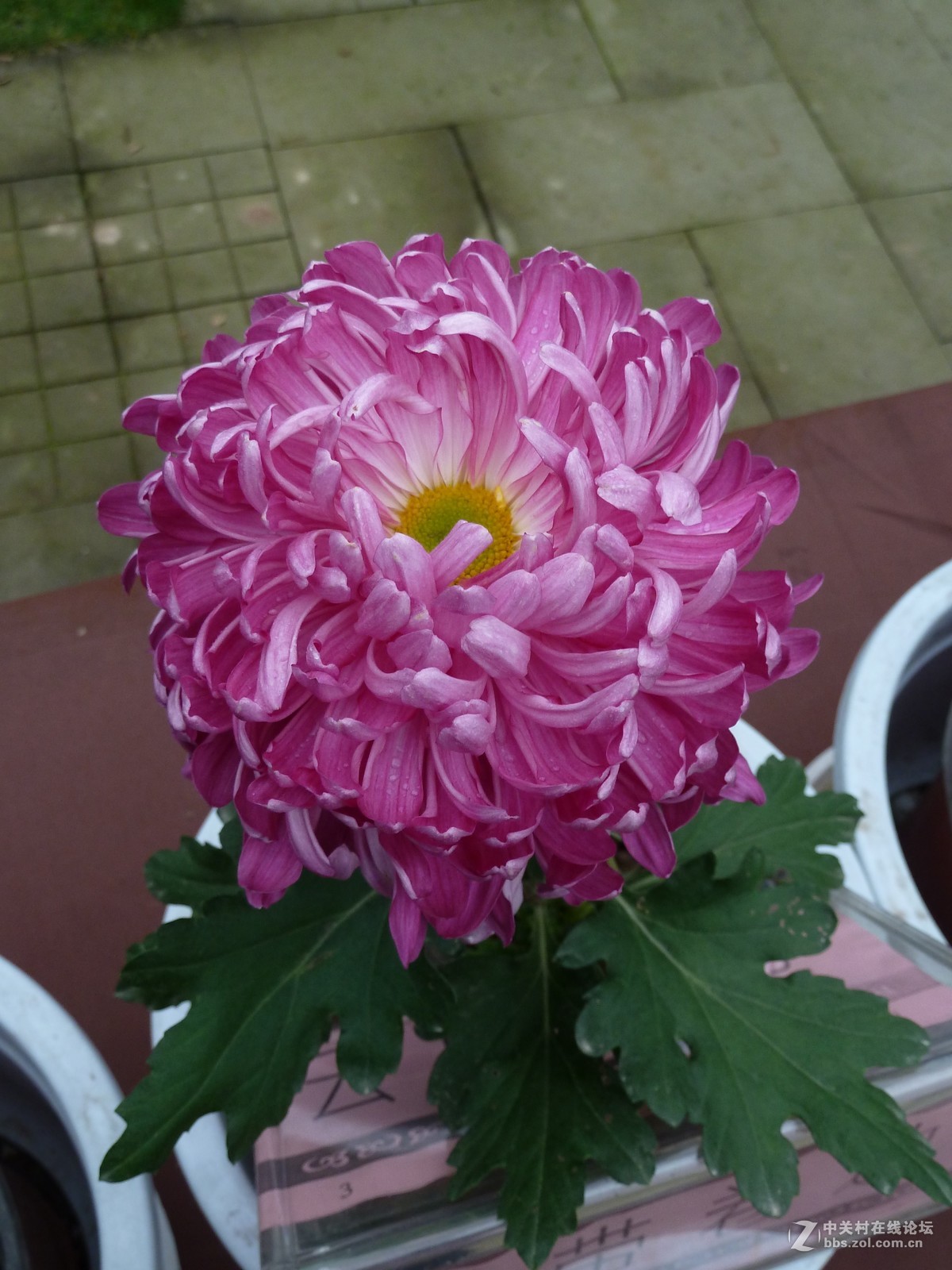 2108重庆园博园菊展3