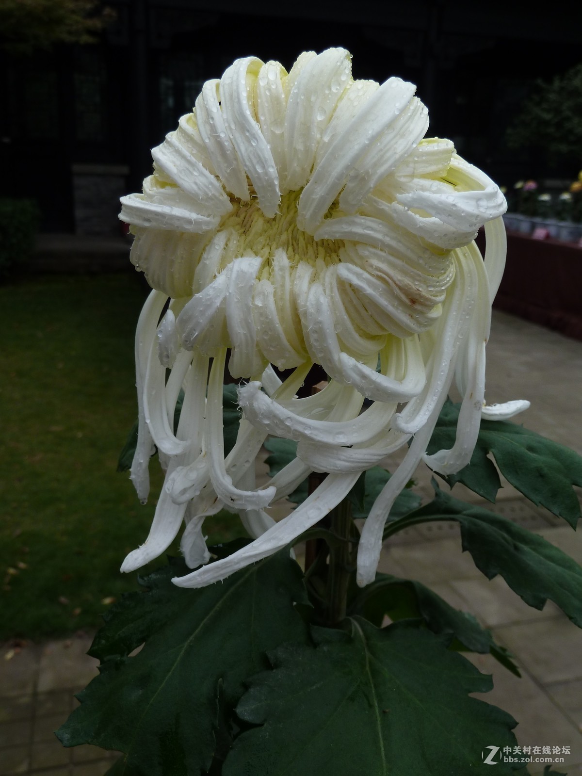 2108重庆园博园菊展3