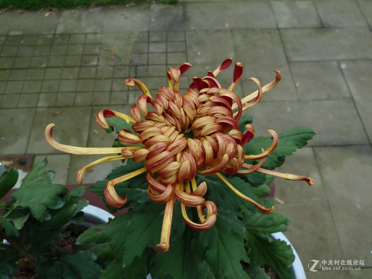 2108重庆园博园菊展3