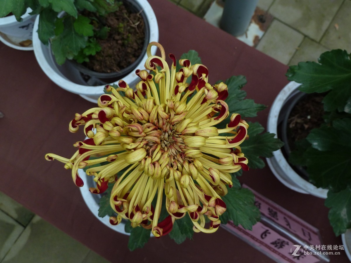 2108重庆园博园菊展3