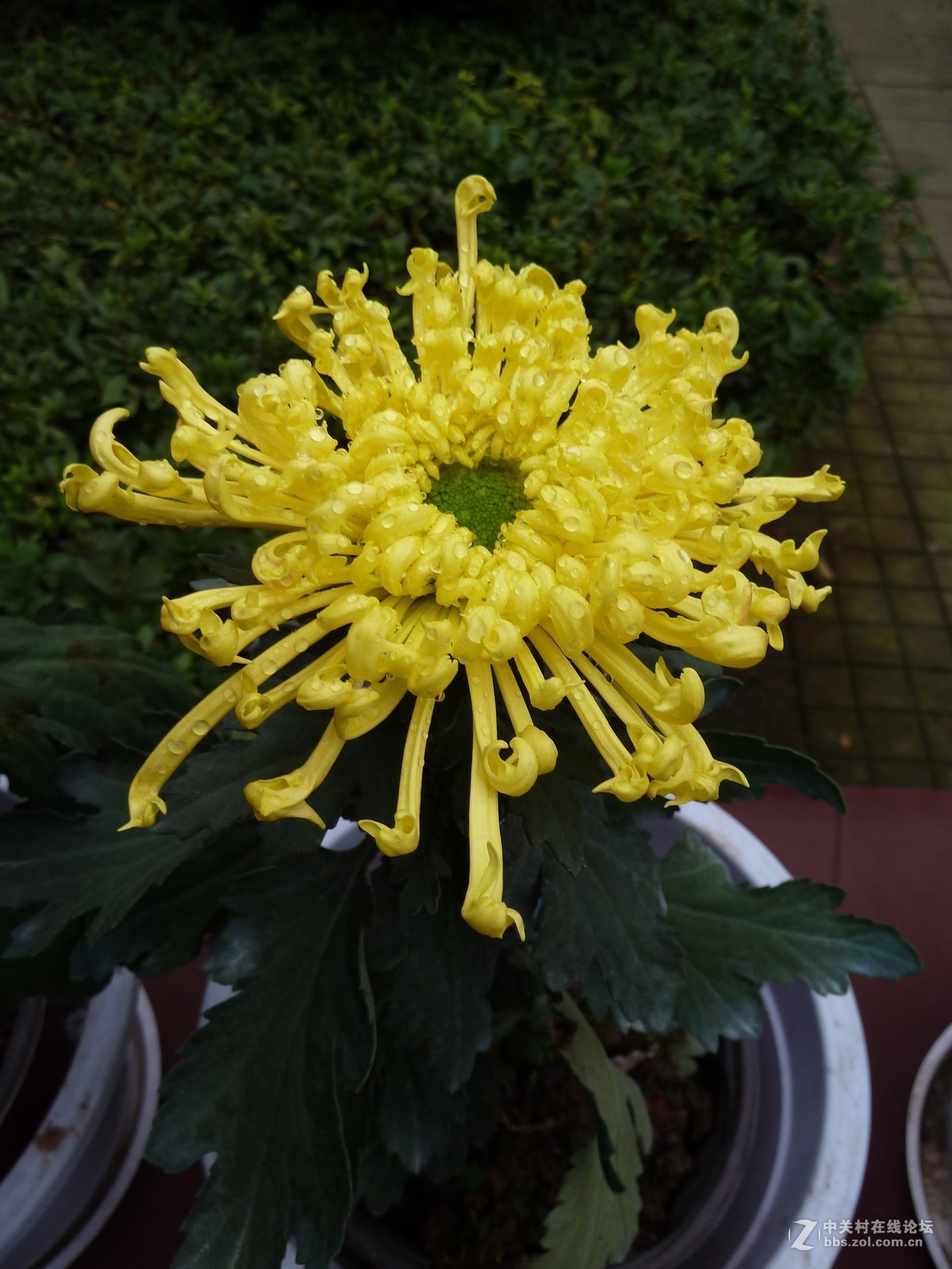 2108重庆园博园菊展3