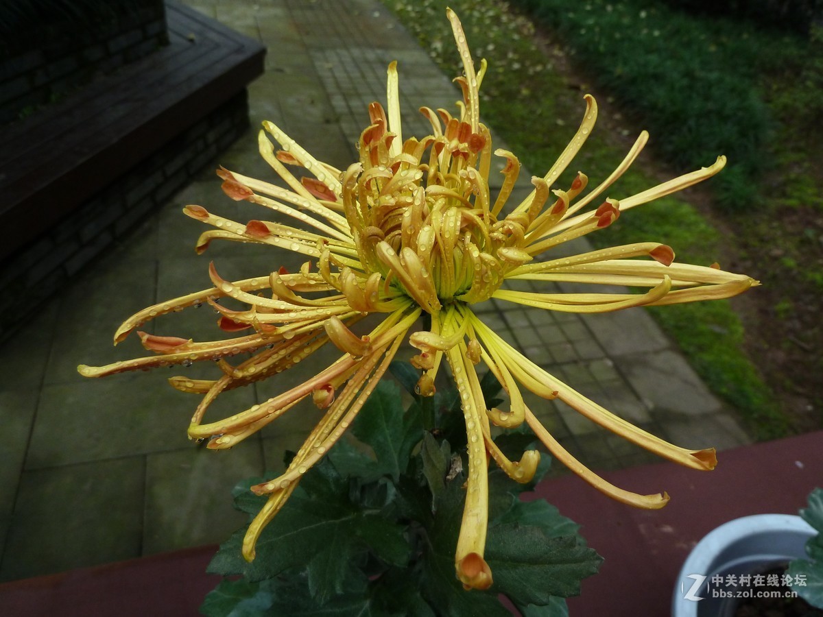 2108重庆园博园菊展3