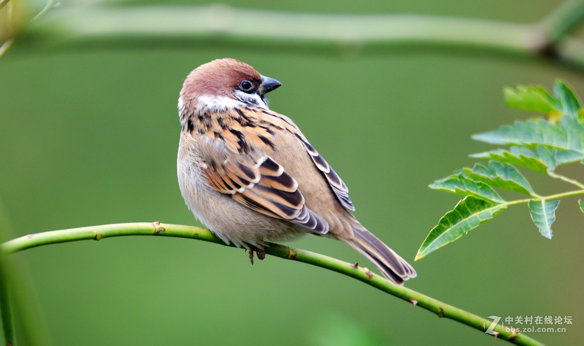 伯勞山雀黑頭鳥