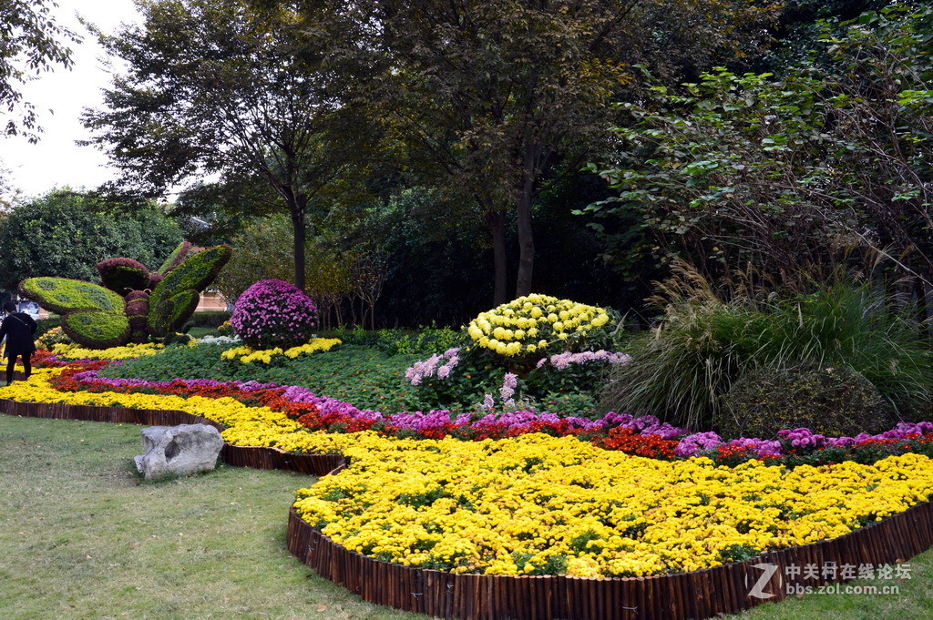 阔别十八年 嘉定菊花展重现汇龙潭秋霞圃