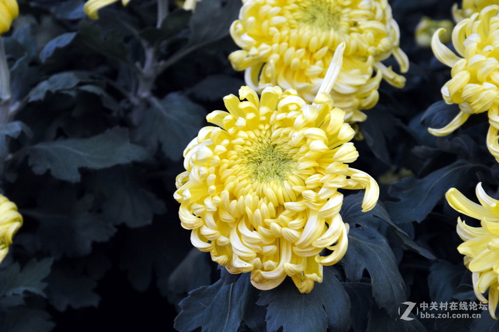 阔别十八年 嘉定菊花展重现汇龙潭秋霞圃