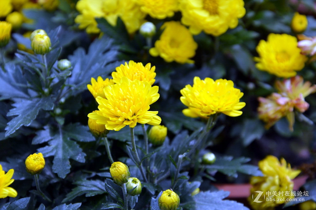 阔别十八年 嘉定菊花展重现汇龙潭秋霞圃