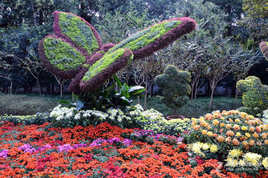 阔别十八年 嘉定菊花展重现汇龙潭秋霞圃