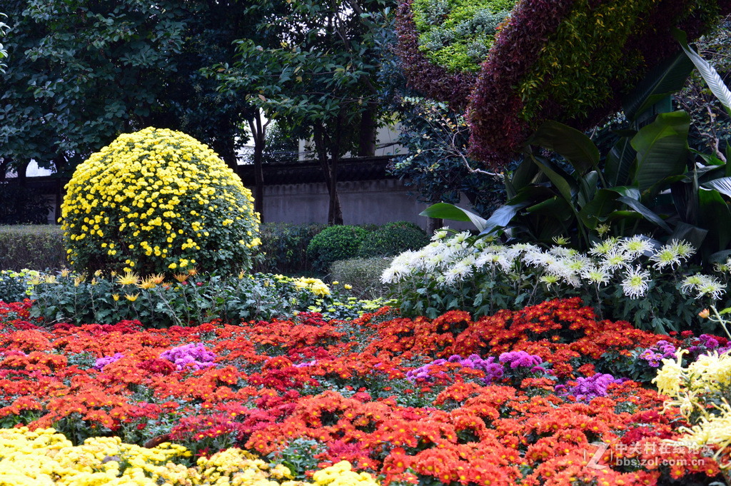 阔别十八年 嘉定菊花展重现汇龙潭秋霞圃