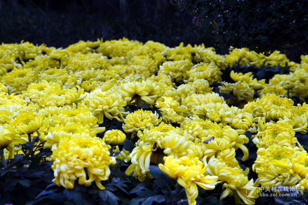阔别十八年 嘉定菊花展重现汇龙潭秋霞圃
