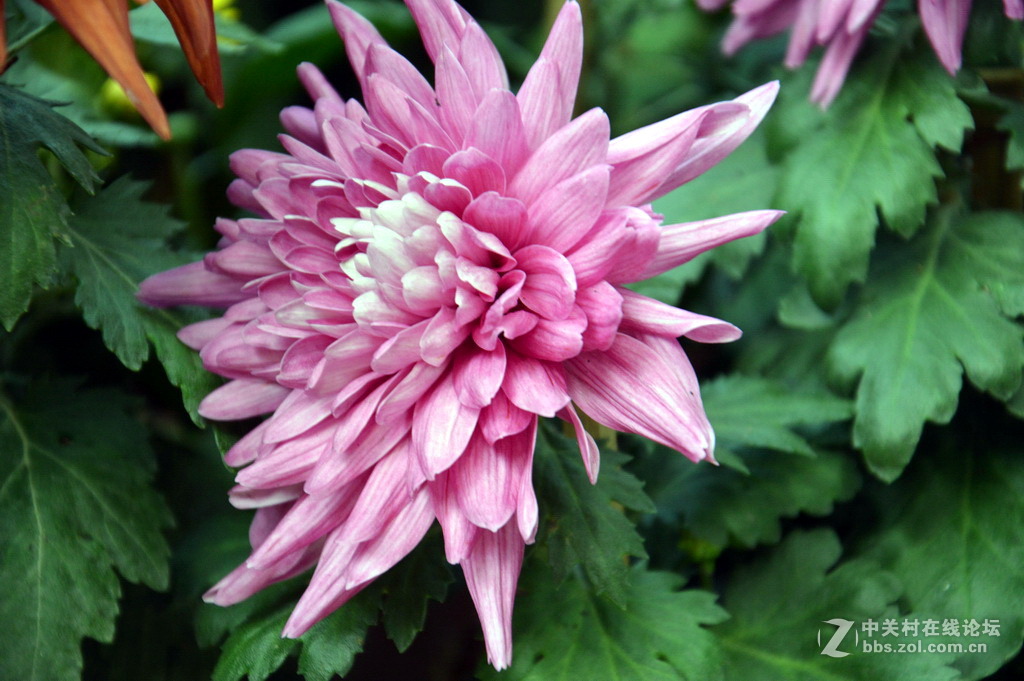 阔别十八年 嘉定菊花展重现汇龙潭秋霞圃