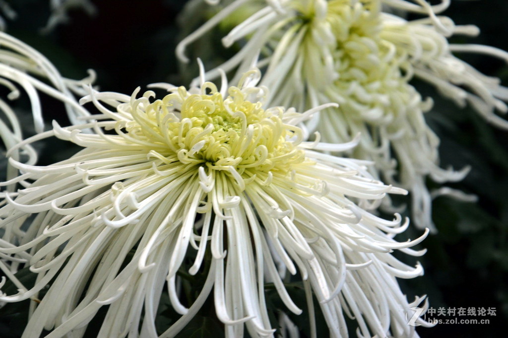 阔别十八年 嘉定菊花展重现汇龙潭秋霞圃