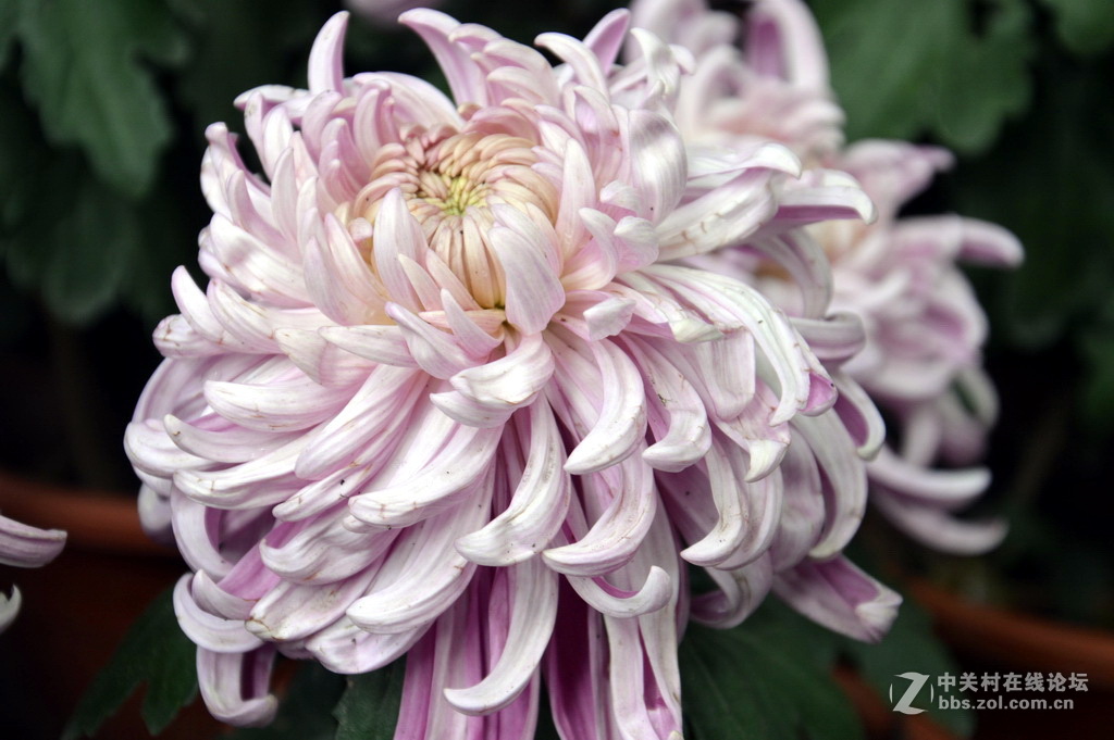 阔别十八年 嘉定菊花展重现汇龙潭秋霞圃