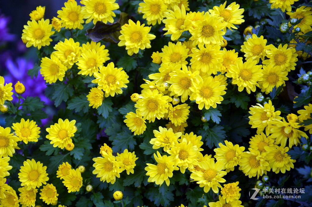 阔别十八年 嘉定菊花展重现汇龙潭秋霞圃