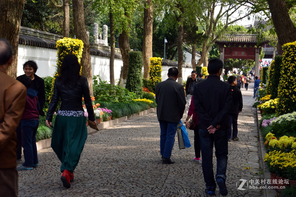 阔别十八年 嘉定菊花展重现汇龙潭秋霞圃