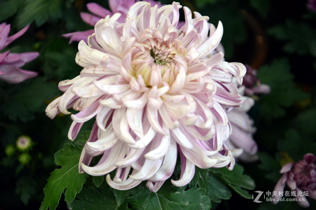 阔别十八年 嘉定菊花展重现汇龙潭秋霞圃