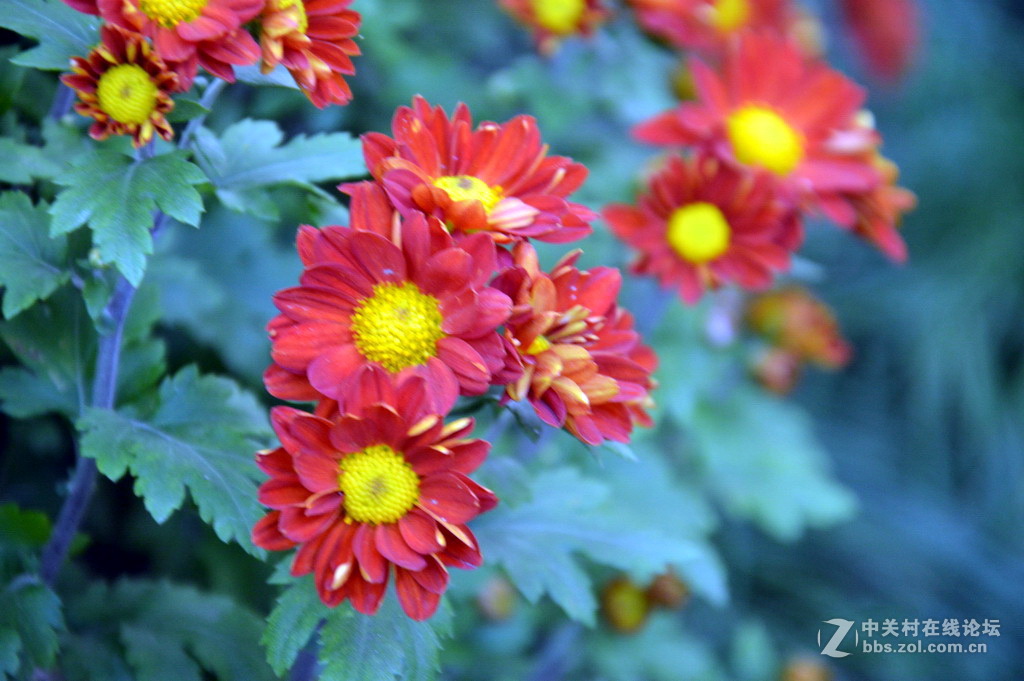 阔别十八年 嘉定菊花展重现汇龙潭秋霞圃