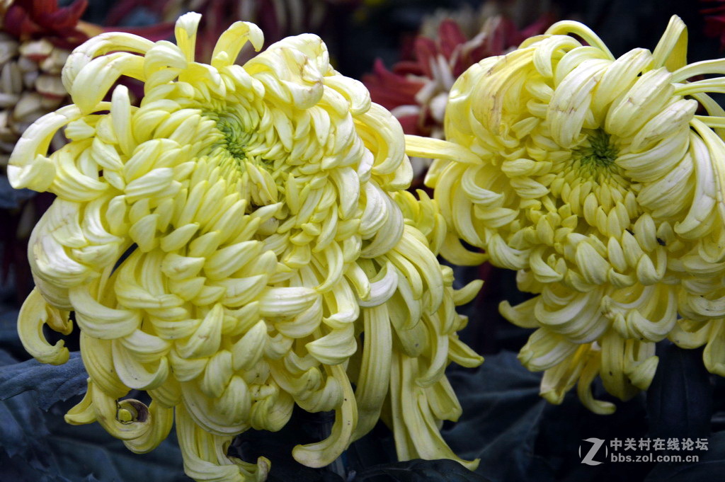 阔别十八年 嘉定菊花展重现汇龙潭秋霞圃