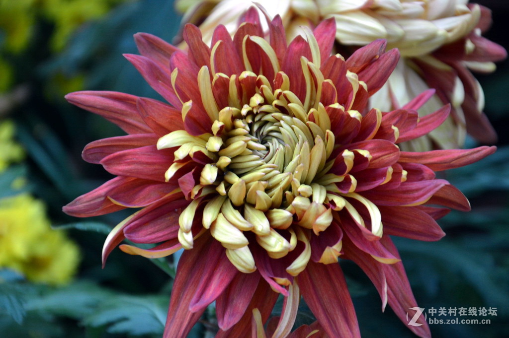 阔别十八年 嘉定菊花展重现汇龙潭秋霞圃